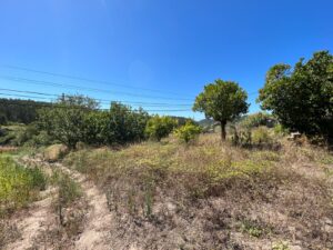 Patrícia Roxo agente imobiliária