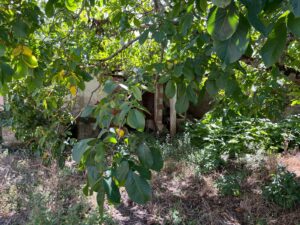 Patrícia Roxo agente imobiliária